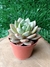 Echeveria German Champanhe - Pote 9 - comprar online