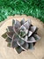 Echeveria Silver Queen - Pote 9