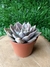 Echeveria Silver Queen - Pote 9 - comprar online