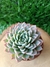 Echeveria Violet Queen - Pote 9