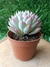 Echeveria Violet Queen - Pote 9 - comprar online