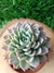 Echeveria Violet Queen - Pote 9 na internet