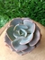 Echeveria Dusty Rose - Pote 9