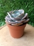 Echeveria Dusty Rose - Pote 9 - comprar online