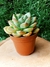 Echeveria Champagne Pink - Pote 9 - comprar online