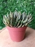 Echeveria Lutea Marron - Pote 9 - comprar online