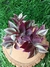 Tradescantia Zebrina - Pote 9