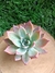 Echeveria Colorata Branditii