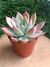 Echeveria Colorata Branditii - comprar online