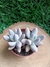 Pachyphytum rzdowskii