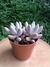 Pachyphytum rzdowskii - comprar online