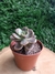 Echeveria Adria Bubaloo - comprar online