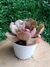 Echeveria Lilleia - comprar online