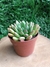 Echeveria Friday Kahlo - comprar online