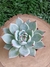 Echeveria Beatrice