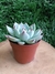 Echeveria Beatrice - comprar online