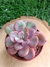 Echeveria Goiabinha