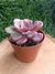 Echeveria Goiabinha - comprar online