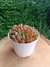 Graptoveria Bashful - comprar online