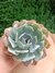 Echeveria Blue Frills