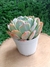 Echeveria Blue Frills - comprar online