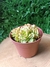 Sedum Rolly - comprar online