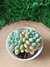 Echeveria Blue Feather - comprar online