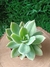 Echeveria Pulvinata Frosty