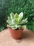 Echeveria Pulvinata Frosty - comprar online