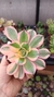 Aeonium Sunburst