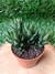 Haworthia Reinwardtii - Pote 9