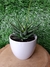 Vaso de porcelana com Suculenta Haworthia