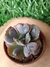 Suculenta Echeveria Hearth Delighi - pote 9