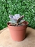 Suculenta Echeveria Hearth Delighi - pote 9 - comprar online