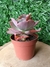 Echeveria Doroty - pote 9 - comprar online