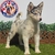 Pomsky Merle H - Dominio del Rey