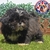 Imagen de Shih Tzu M