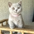 British Shorthair H