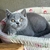 British Shorthair M