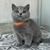 British Shorthair H