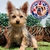 Yorkshire Terrier M - comprar en línea