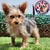 Yorkshire Terrier M