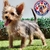 Yorkshire Terrier M - Dominio del Rey