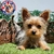 Yorkshire Terrier H