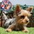 Yorkshire Terrier H - Dominio del Rey