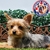 Yorkshire Terrier H en internet