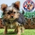 Yorkshire Terrier M