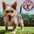 Yorkshire Terrier M en internet