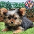 Yorkshire Terrier M - Dominio del Rey