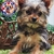 Yorkshire Terrier M en internet